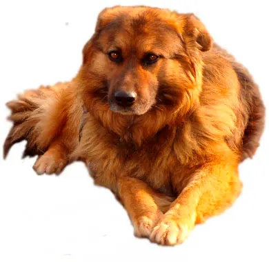 Виконт